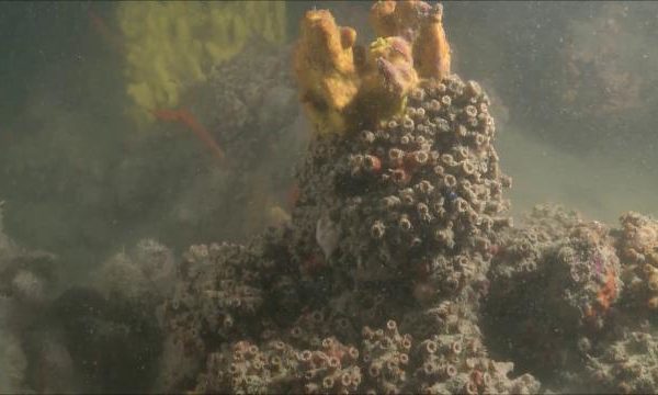 A Monopoli una barriera corallina unica nel Mediterraneo